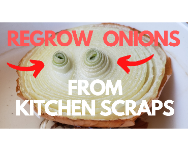regrow onions from scraps featured image