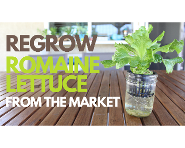 regrow romaine lettuce in a cup of water