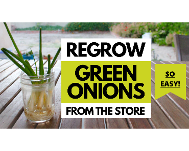 regrow green onions in a cup of water