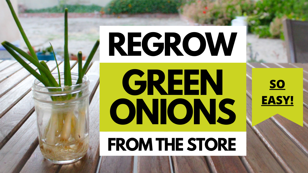 regrown green onions in a cup